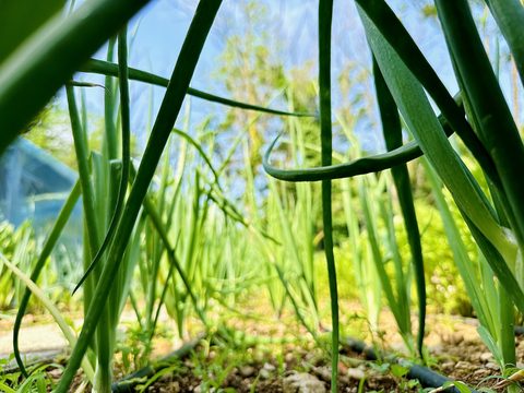 Coltivazioni del Giardino Sensoriale